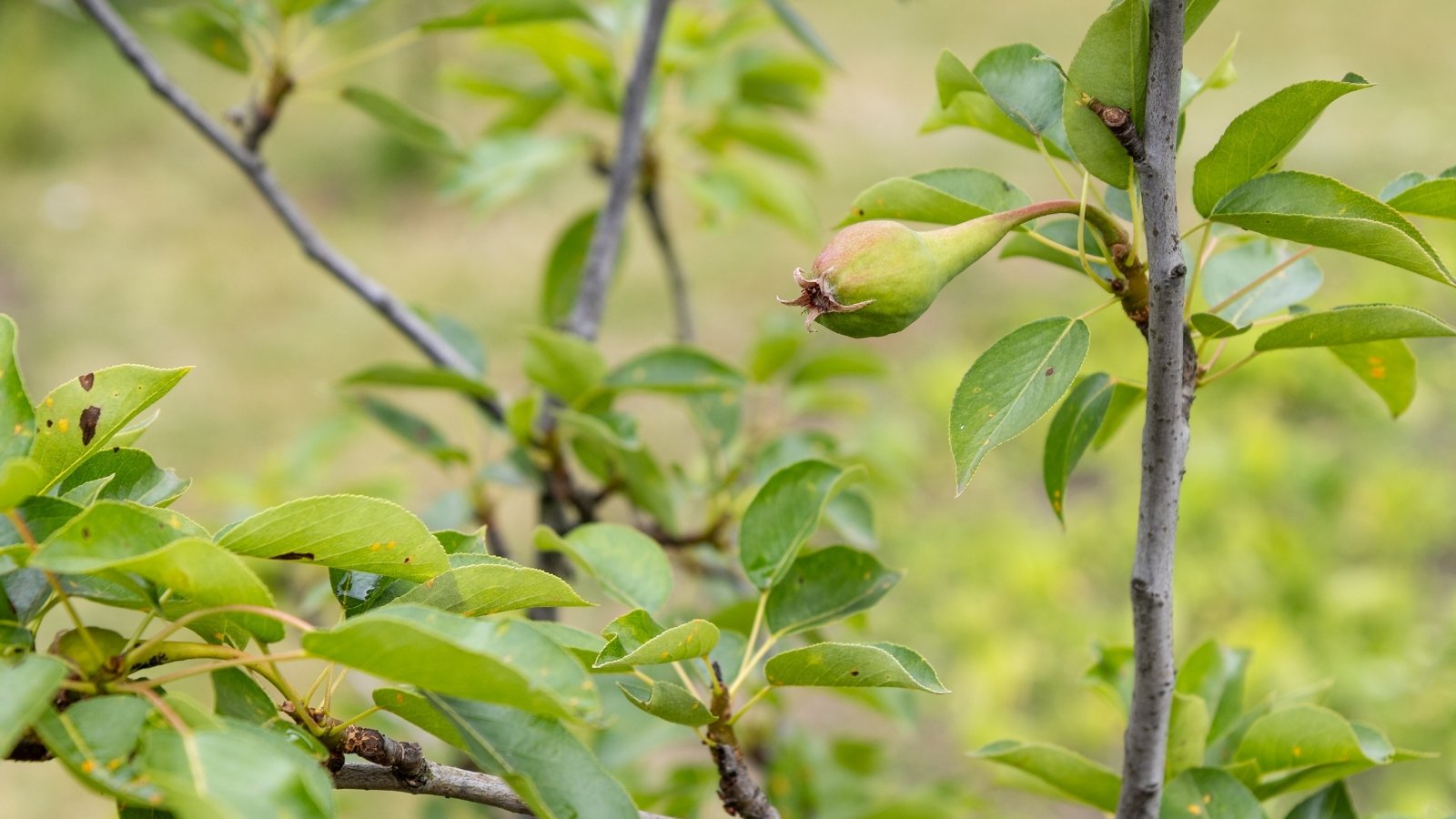 A solitary, unripe Pyrus fruit hanging from a thin branch surrounded by soft, light green leaves. The fruit’s smooth skin contrasts with the delicate, elongated leaves, which appear slightly curled at the tips, gently catching the sunlight.