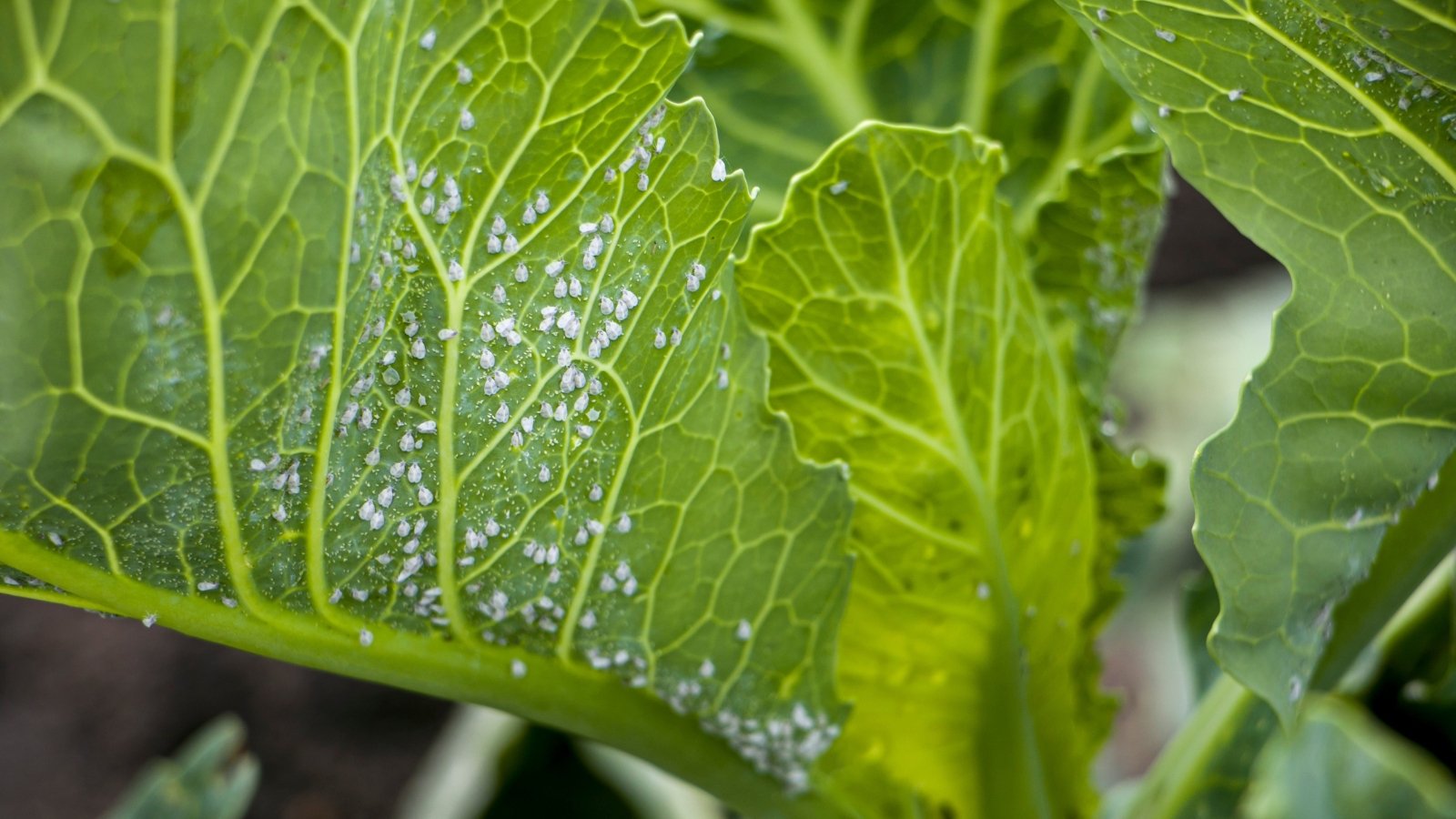 Tiny white insects cling to the undersides of broad, waxy leaves.
