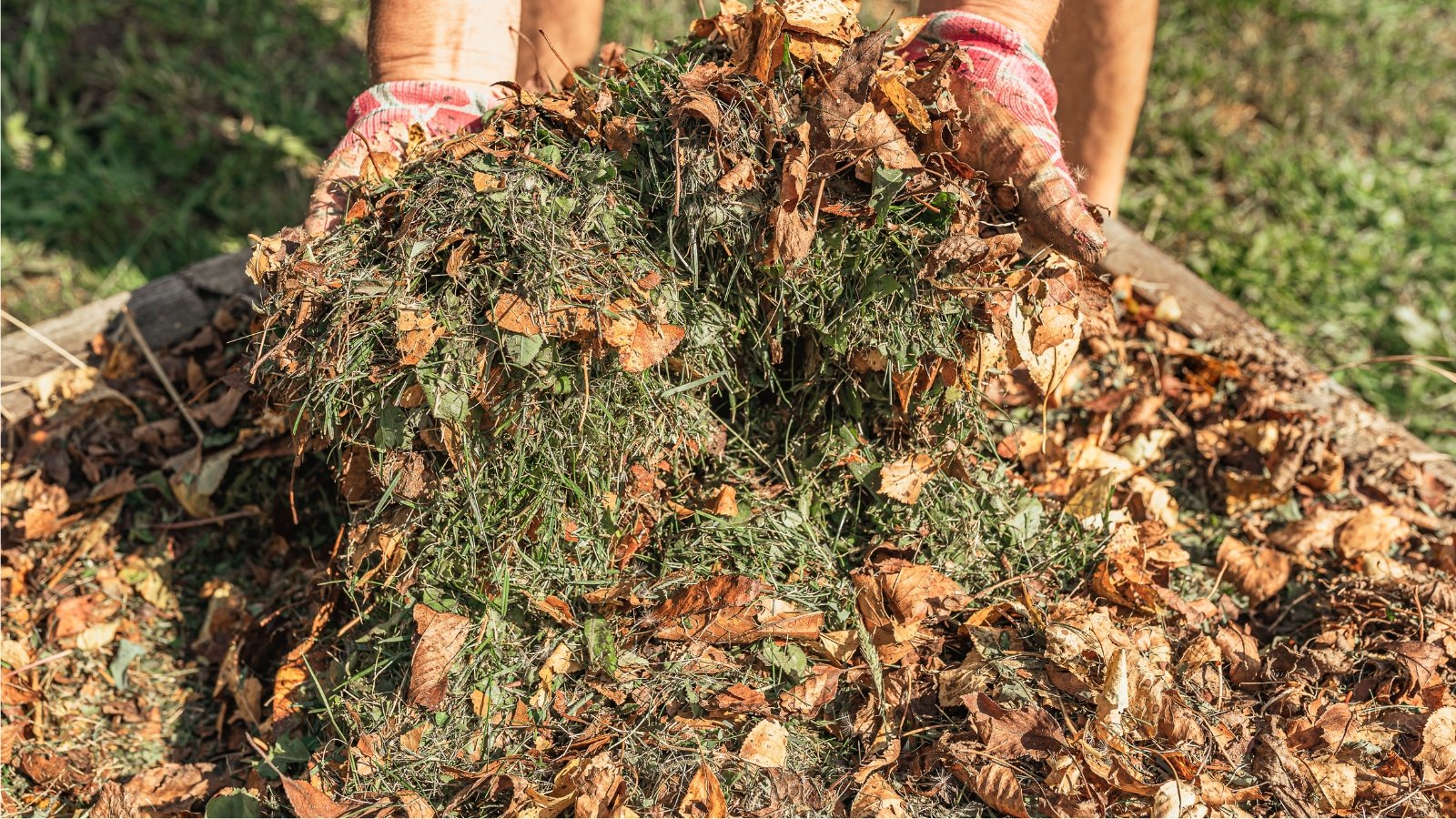 A compost heap with a mixture of decomposing materials, including green grass clippings and dried brown leaves, is being turned. The leaves are jagged and curled, while the grass clippings are in a thick pile. A pair of gloved hands is seen at the edge of the heap.