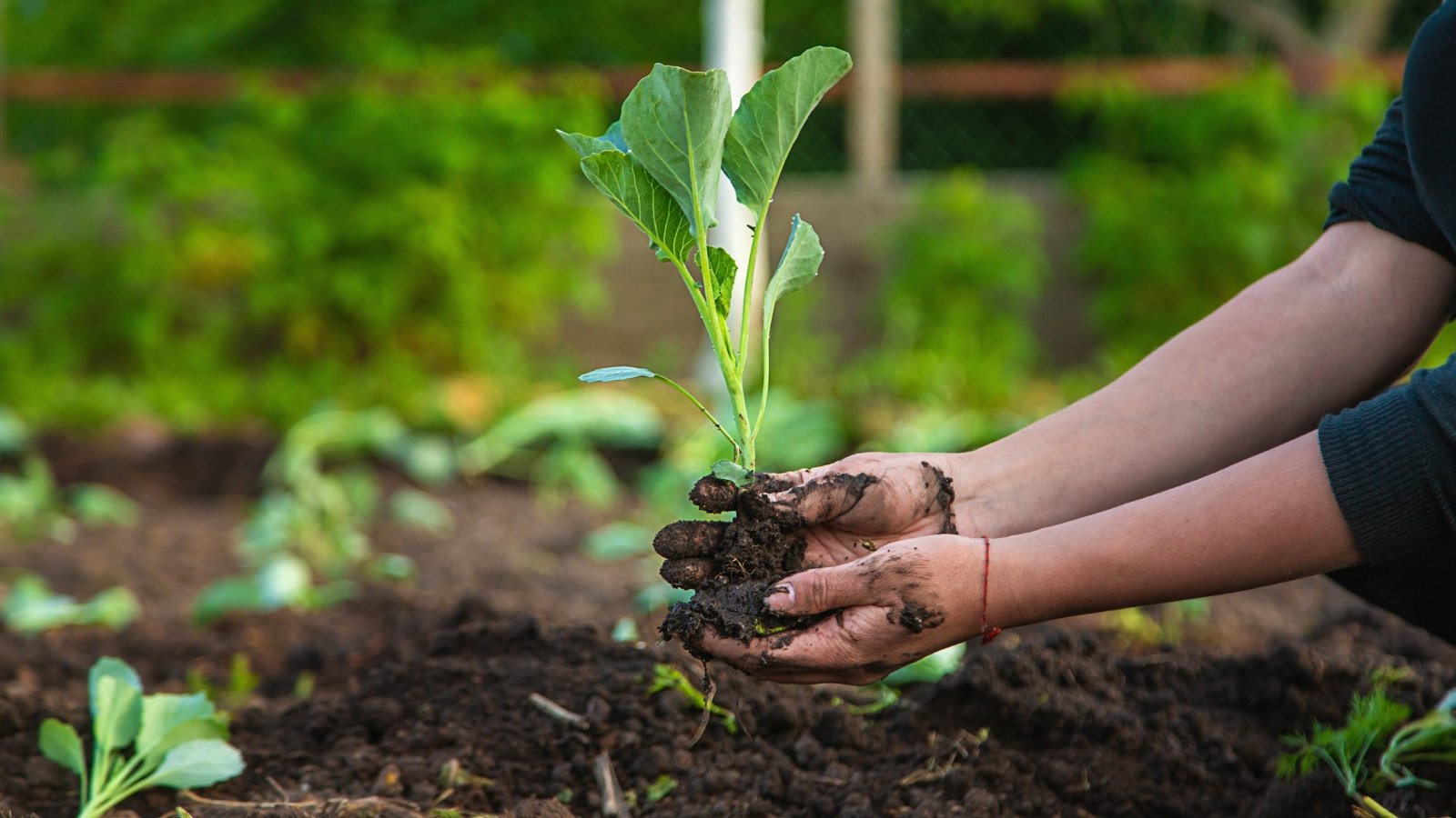 A young green seedling, likely Brassica oleracea based on the thick, bright green leaves, being pulled from the dark earth by hand. The background features dense green vegetation and the focus is on the large, smooth, round-edged leaves of the plant.