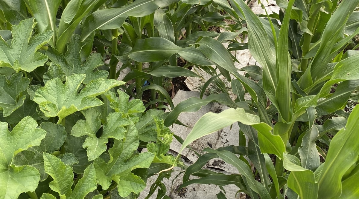 Close up of a vegetable garden with corn, squash, and beans growing together. The squash leaves are lobed and green. The corn leaves are green, long, unbranched, and grow upright. The leaves of the beans plants are heart-shaped, rough, and dark green. 