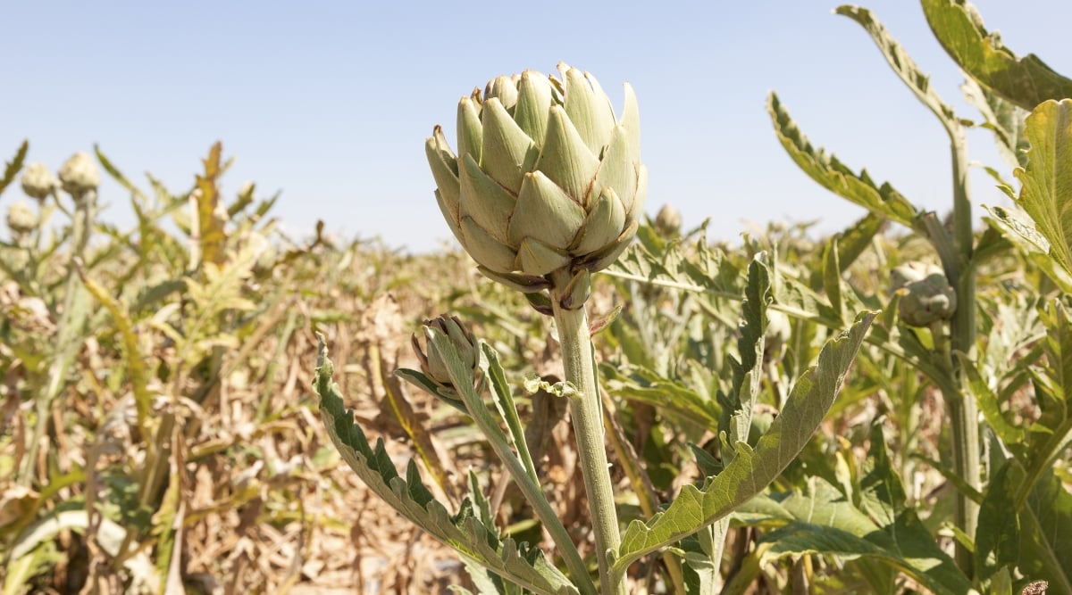 A solitary green artichoke, resilient and dry, stands tall amidst the arid expanse, a symbol of endurance. The blurred background hints at the withered foliage, echoing the artichoke's strength.