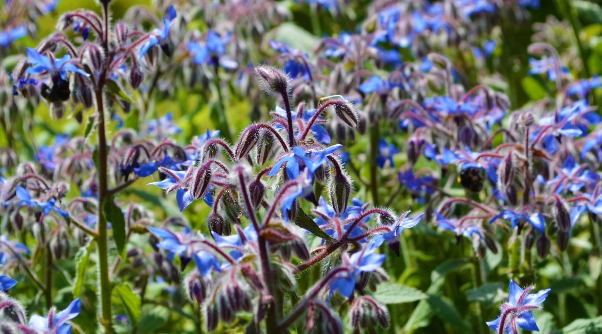 A cluster of vibrant blue borage flowers with delicate petals. The flowers are held by furry, purple stems, adding a unique texture to the overall visual composition.