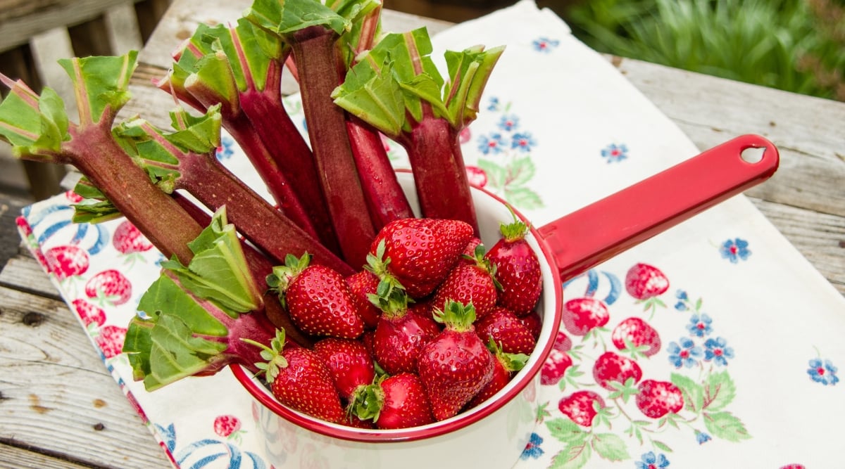 Close-up of Rhubarbs stalks and ripe strawberries in a white and red metal pot, outdoors. Rhubarb is a perennial plant with thick, edible stems. The stems are long, thick, reddish-pink. Strawberry fruits are small, juicy, red. They are conical in shape with tiny seeds located on the surface.