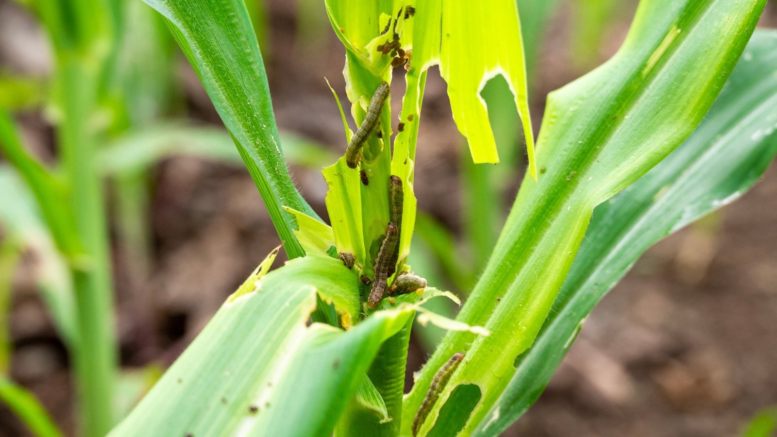 Close-up of armyworms with greenish-brown bodies and dark stripes feeding on maize leaves, leaving behind irregular holes and frayed edges on the green foliage.
