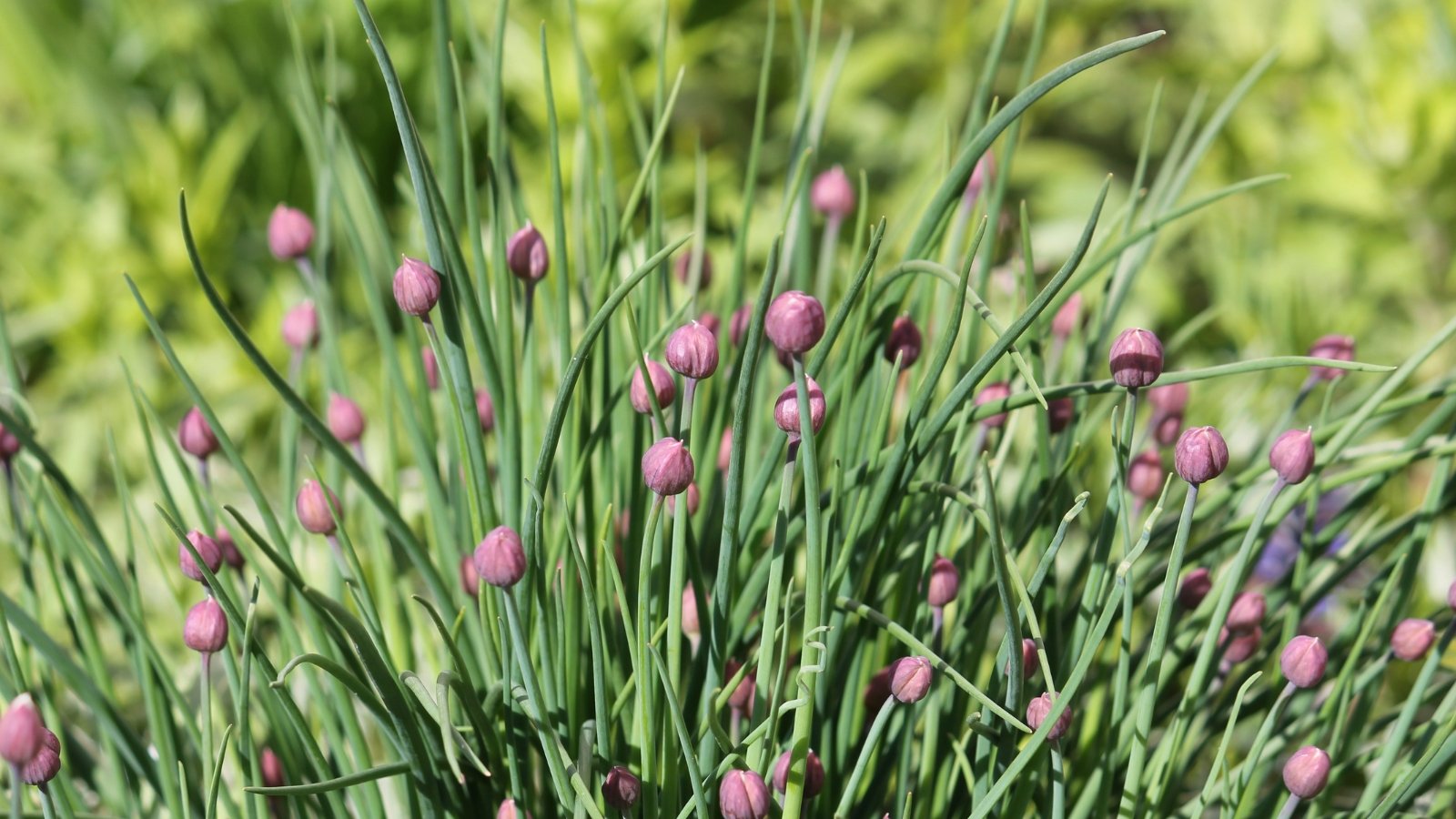 Slender chives with purple flowers, bathed in sunlight, showcasing their vibrant beauty.