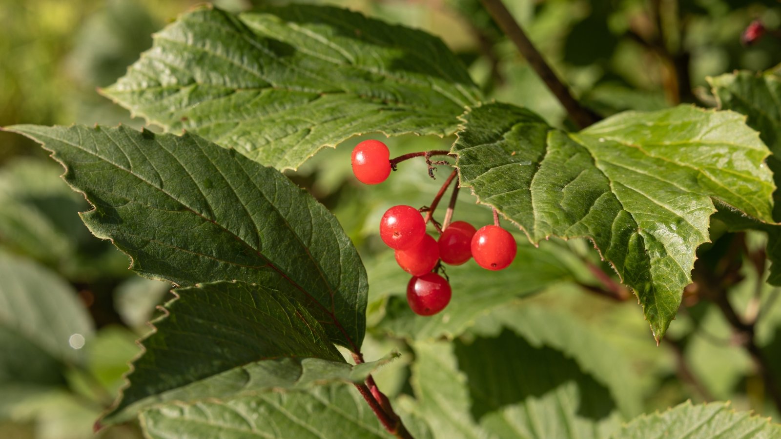 Clusters of glossy red berries hang from thin, pale green stems, surrounded by large, jagged-edged green leaves that catch the sunlight, creating a vibrant contrast between the bright fruit and foliage.