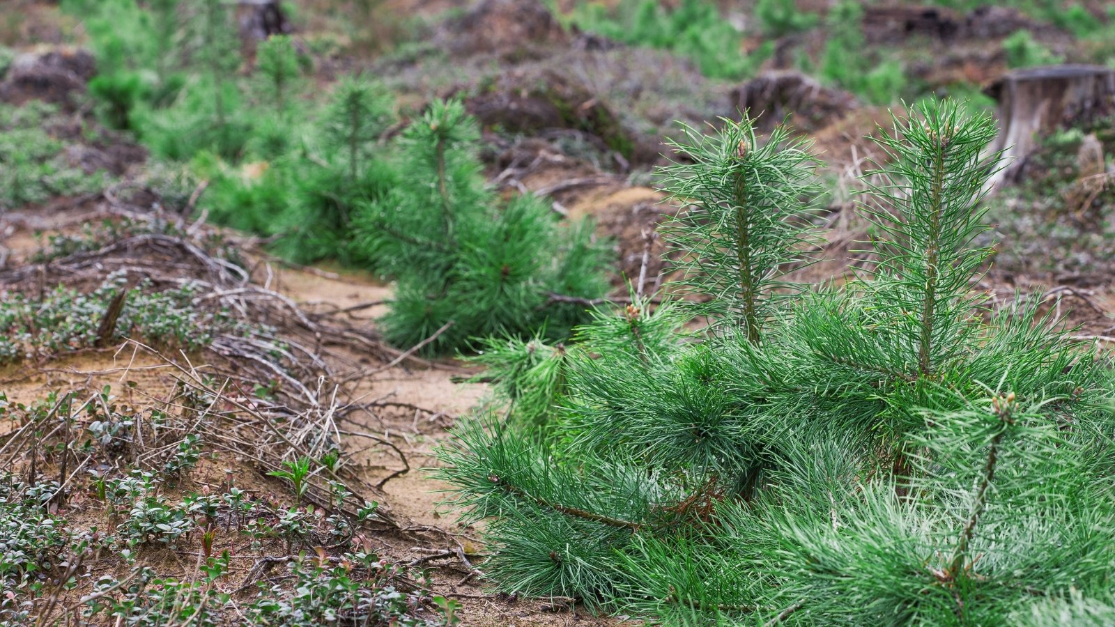 A line of pine saplings stretches out amidst tangled weeds and brittle twigs, their verdant promise contrasting with the desolation of their surroundings.