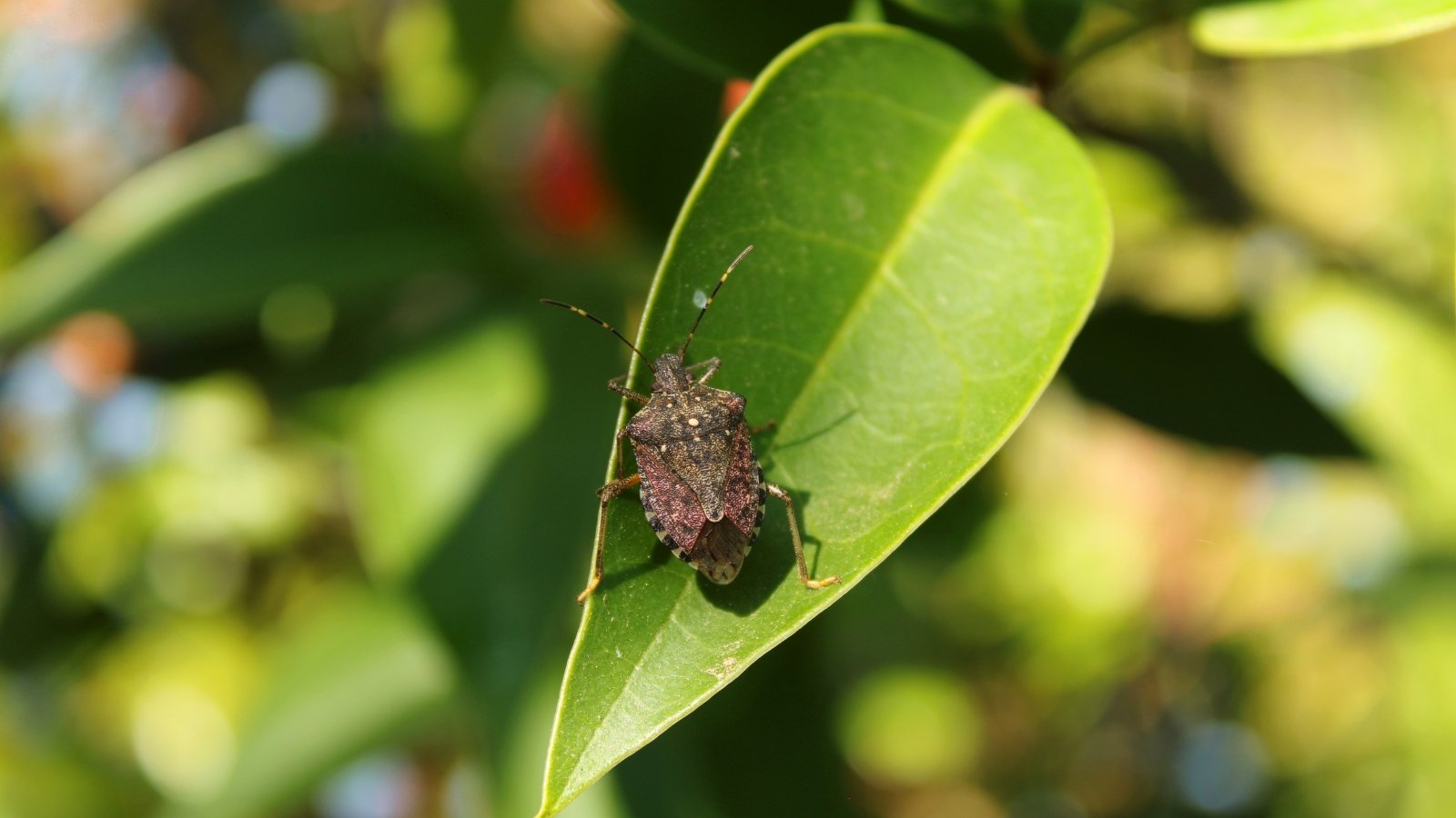 A close-up of a brownish stink bug resting on a green leaf, with sunlight highlighting the insect's textured back.