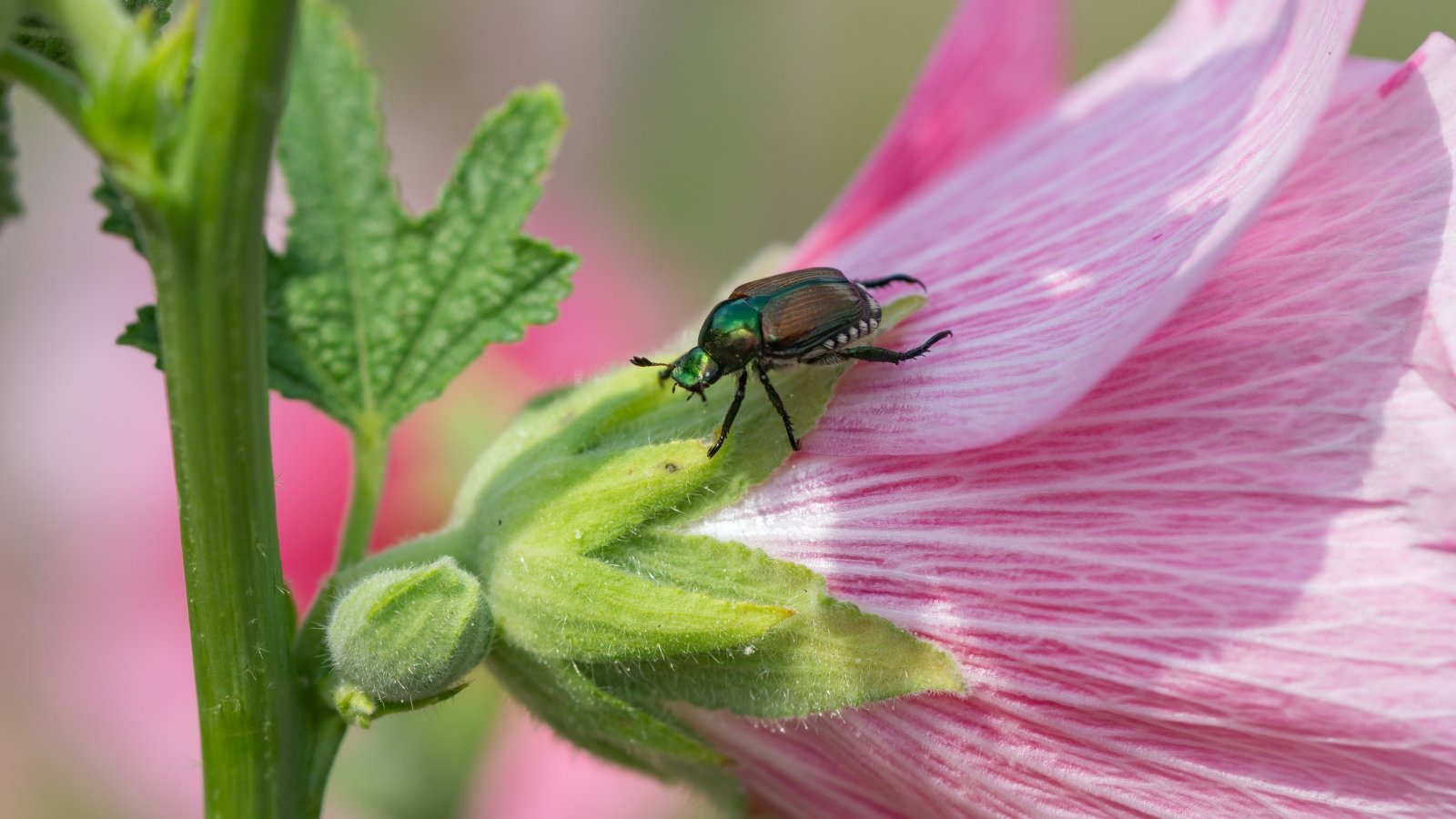 Close-up of a beetle characterized by a metallic green body with copper-brown wing covers and distinctive white tufts of hair along its sides, sitting on a pink flower.