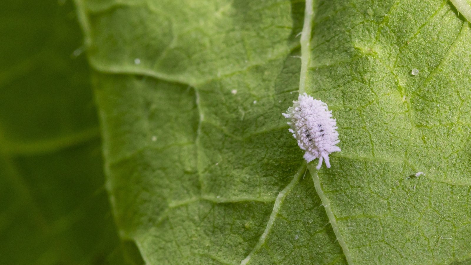 Close-up of Mealybug, a small, soft-bodied insect covered in a white, waxy secretion, on a green leaf.