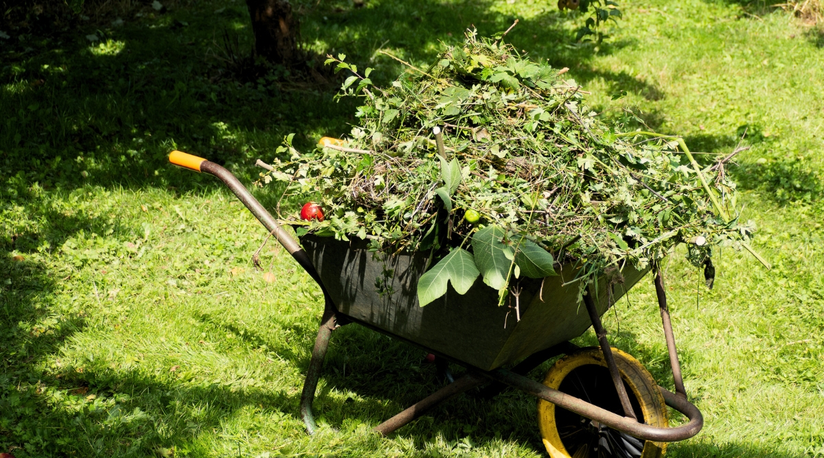 wheel barrow full of grass and plant clippings on a sunny day