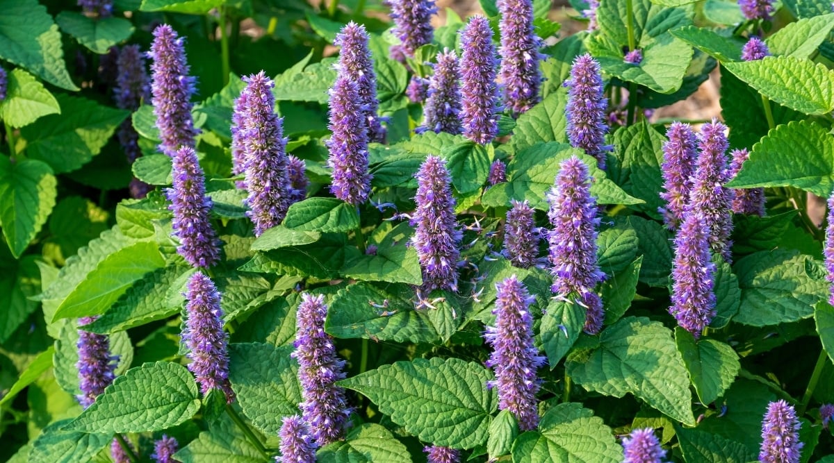 At the stem terminals of the plant are erect spikes of tubular, two-lipped lavender blooms. The margins of its heart-shaped leaves are slightly serrated.