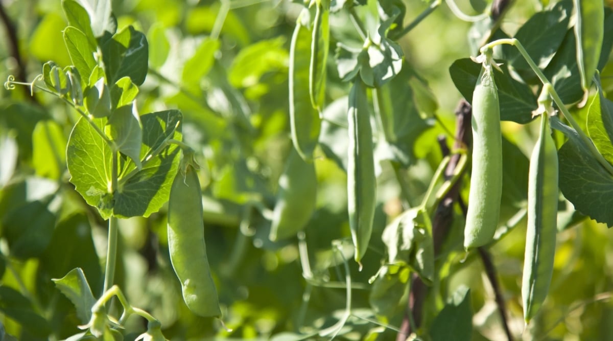 Green pods on the bean plant grow in clusters that are almost upright in the axils of the leaves. Green, velvety leaves with slender petioles cover the branches in profusion.