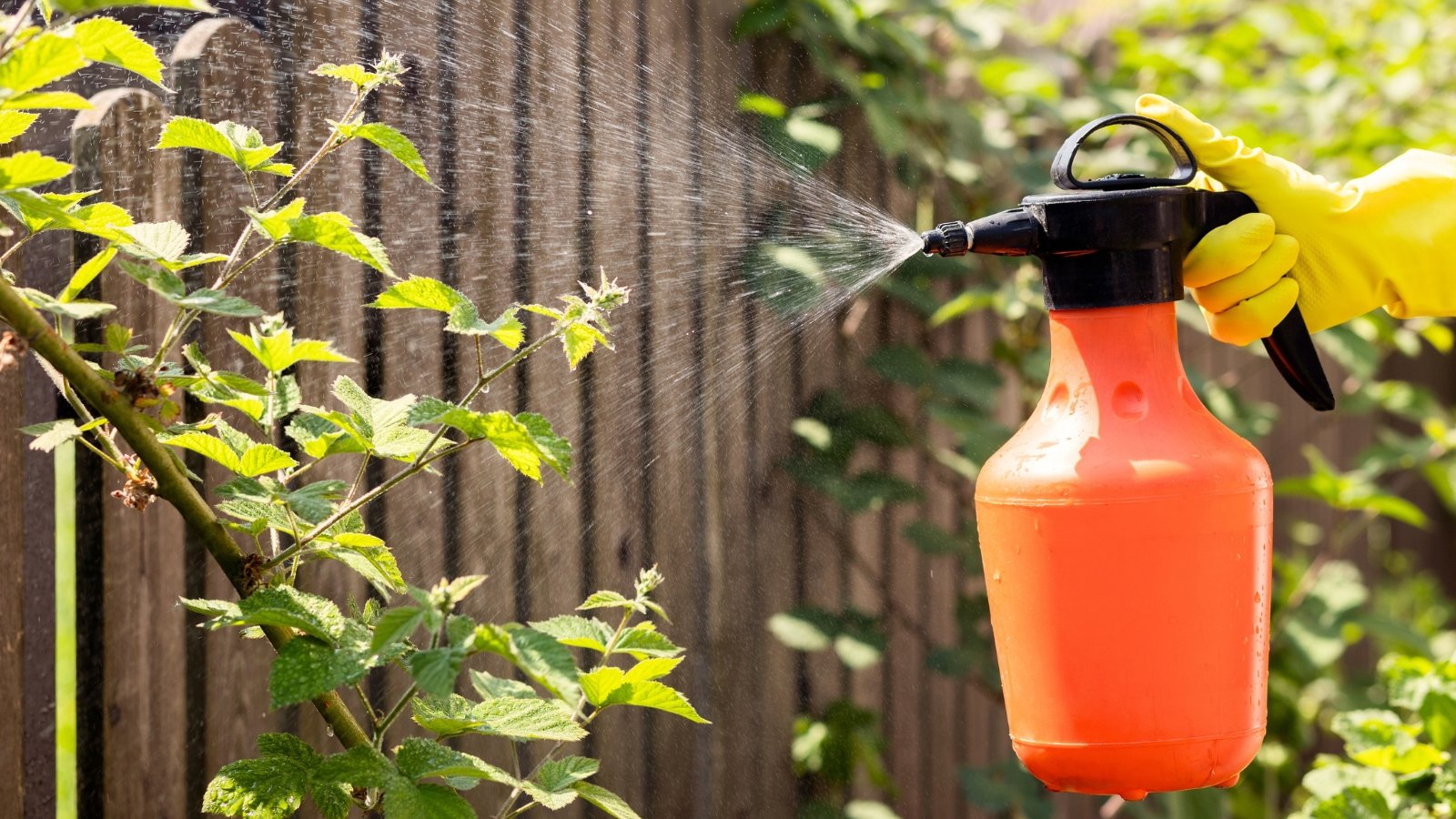 Close-up of a gardener's hands in yellow gloves spraying a bush with bright green, toothed leaves using an orange spray bottle.