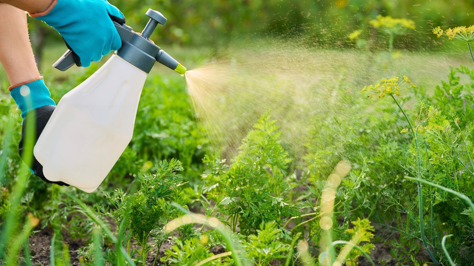 Close-up of a gardener wearing blue gloves spraying Broad-Spectrum Pesticides from a white plastic bottle onto carrot plants in a garden bed.