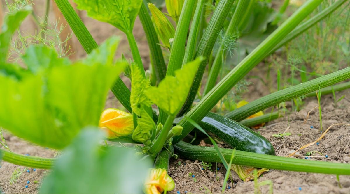 Close-up of ripe zucchini vegetables in a sunny garden. The plant has large, rounded, palmately lobed, dark green leaves on thick, long, hairy stems. The fruits are firm, oblong, dark green, with a glossy skin and orange-yellow flowers at the tops.