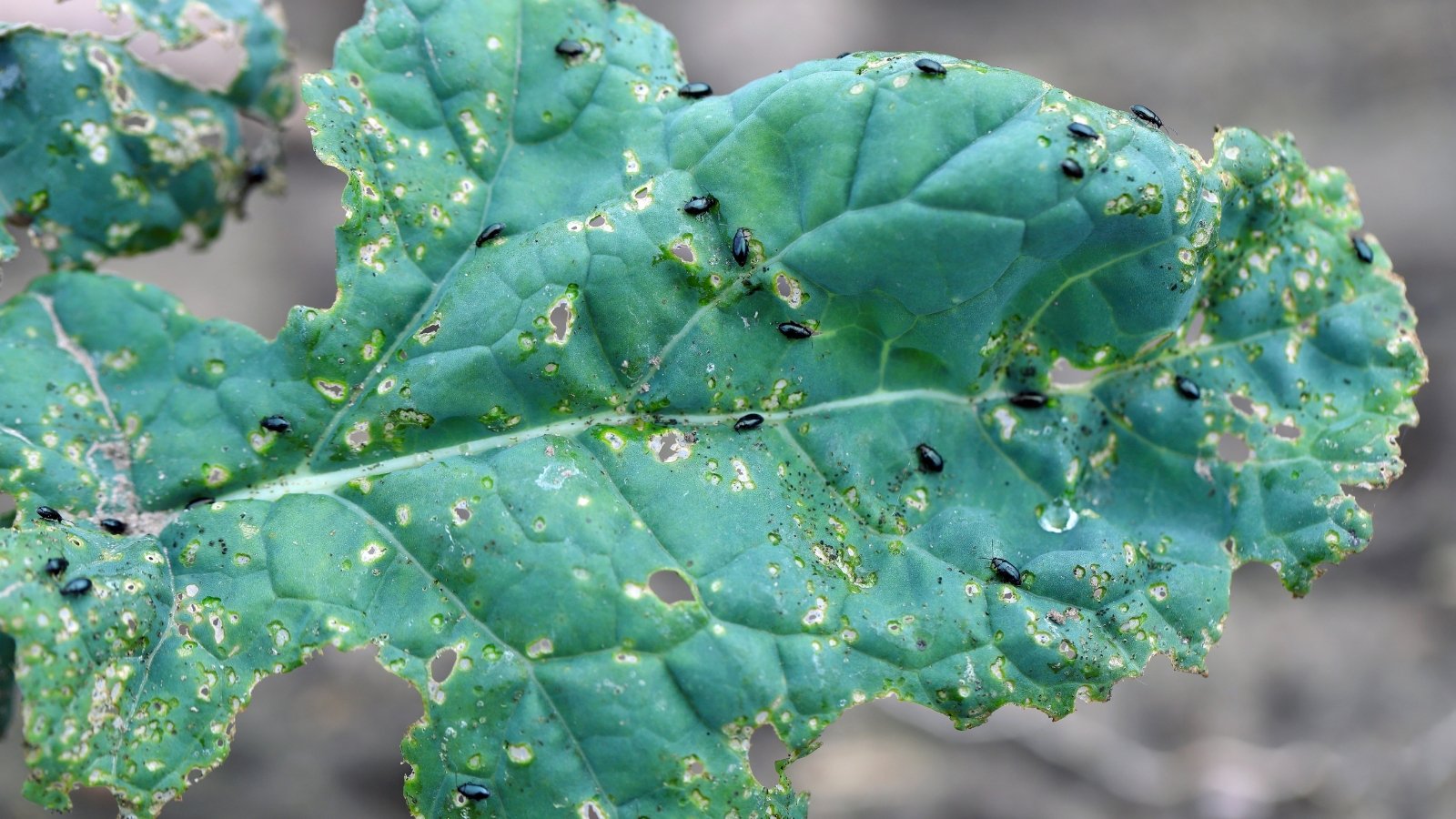 Small, shiny black beetles hop from leaf to leaf, creating tiny, round holes.
