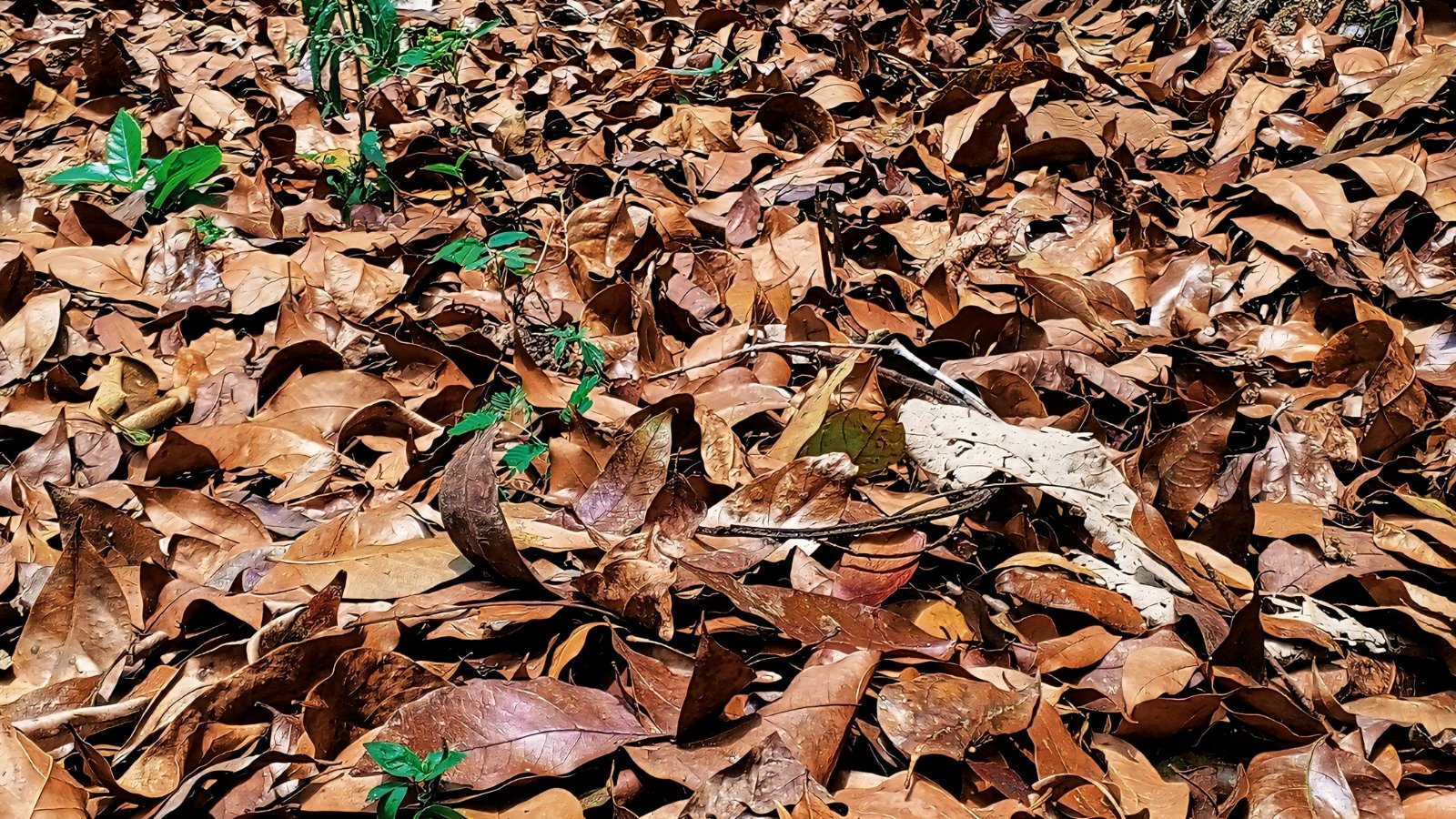 A patch of green shoots emerges from beneath a dense covering of crisp, dry brown foliage, scattered haphazardly across the ground.