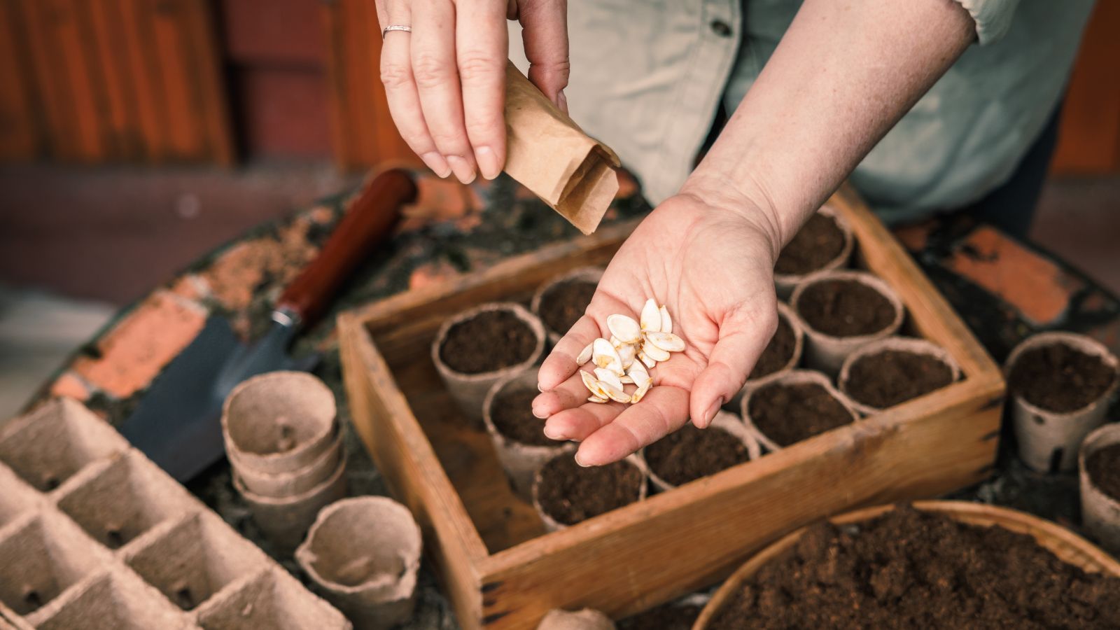 A person pouring out white pits into the palm of their bare hand, taking them out from a small brown paper bag with gardening tools in the background