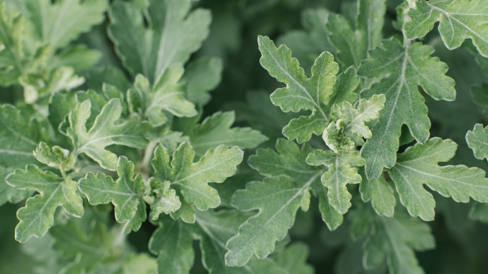 A close-up of pale green, fuzzy leaves with soft, rounded edges spreading out in different directions.