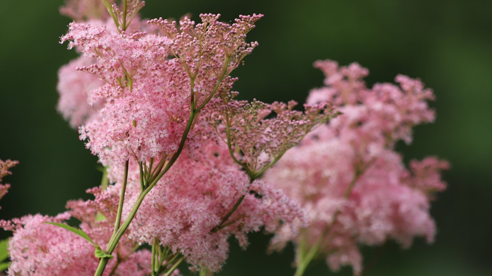 A close-up of the airy, pink plumes of Filipendula rubra as they sway gently in the breeze. The flowers stand out against the green, leafy backdrop, their tiny blossoms forming intricate, soft clusters.