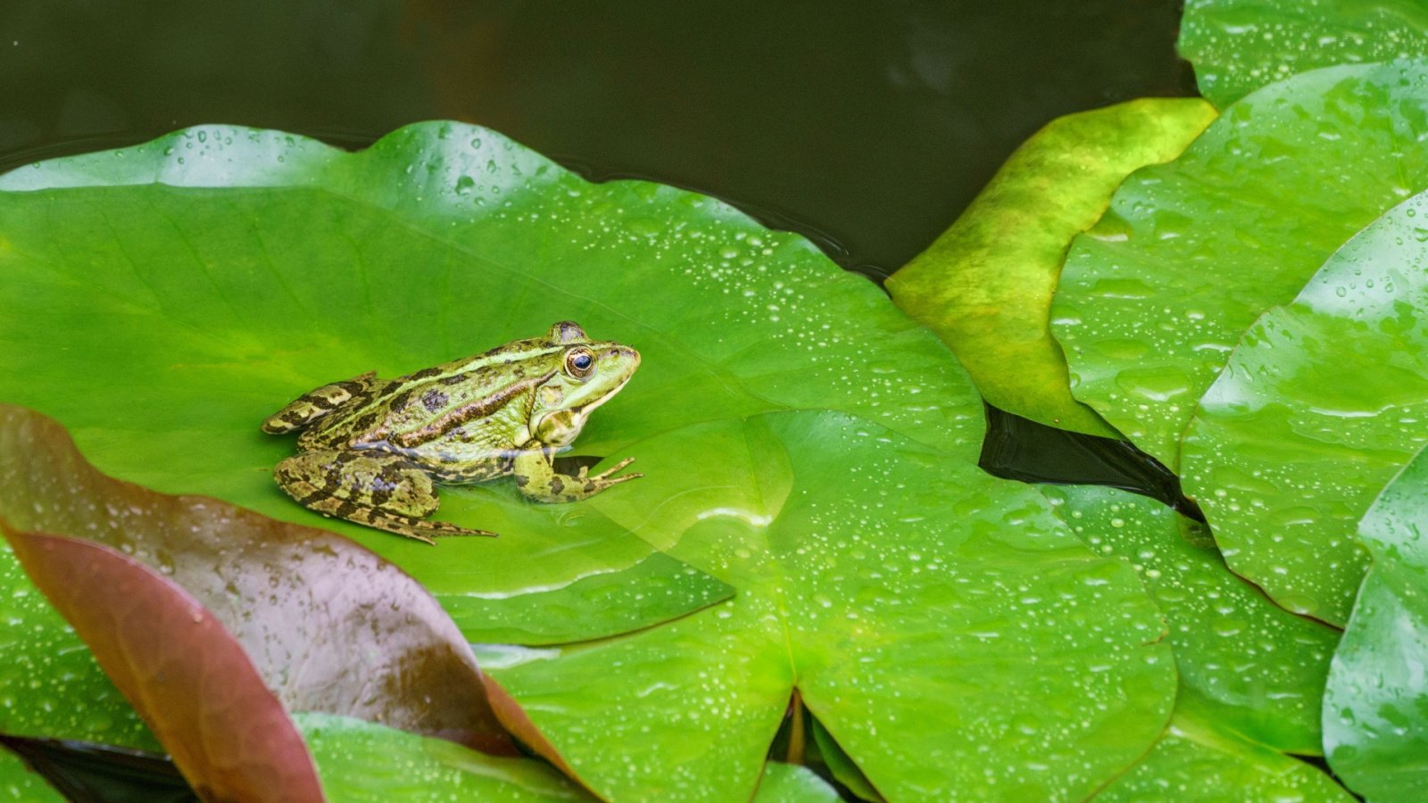 Green Frog Rana ridibunda (Pelophylax ridibundus) sits on the water lily leaf in garden pond. Water lily leaves are covered with raindrops. 