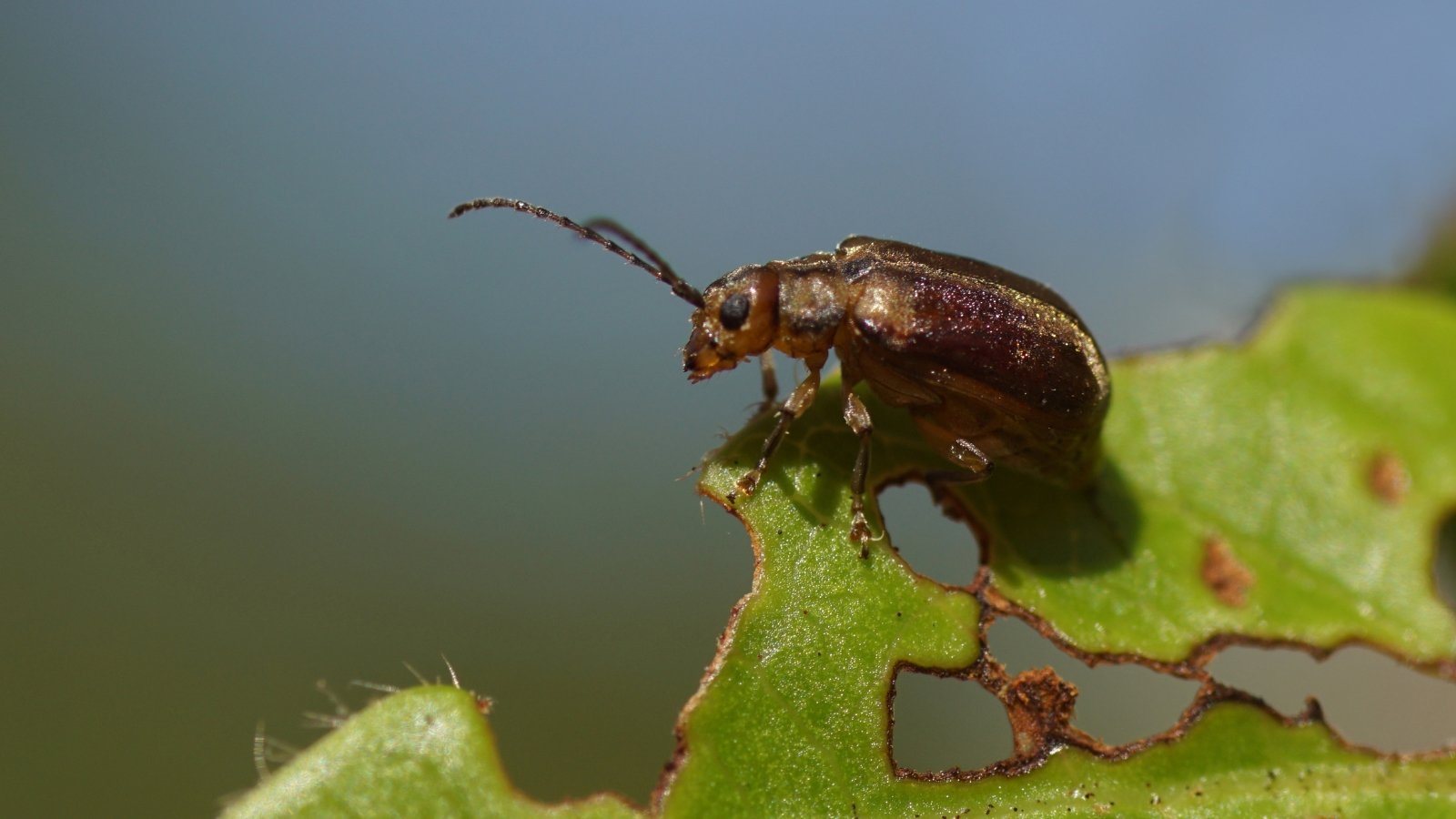 A small brown beetle with long antennae crawls along the edge of a glossy green leaf. The leaf has smooth edges and prominent veins, and the beetle’s legs leave tiny impressions on the leaf’s surface as it moves.