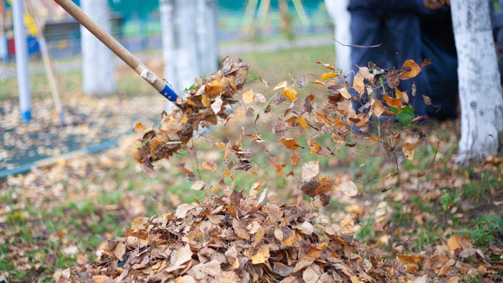 A person in motion uses a rake to gather brown and golden dry leaves scattered on the earth, with trees in the background and patches of green and brown leaves.