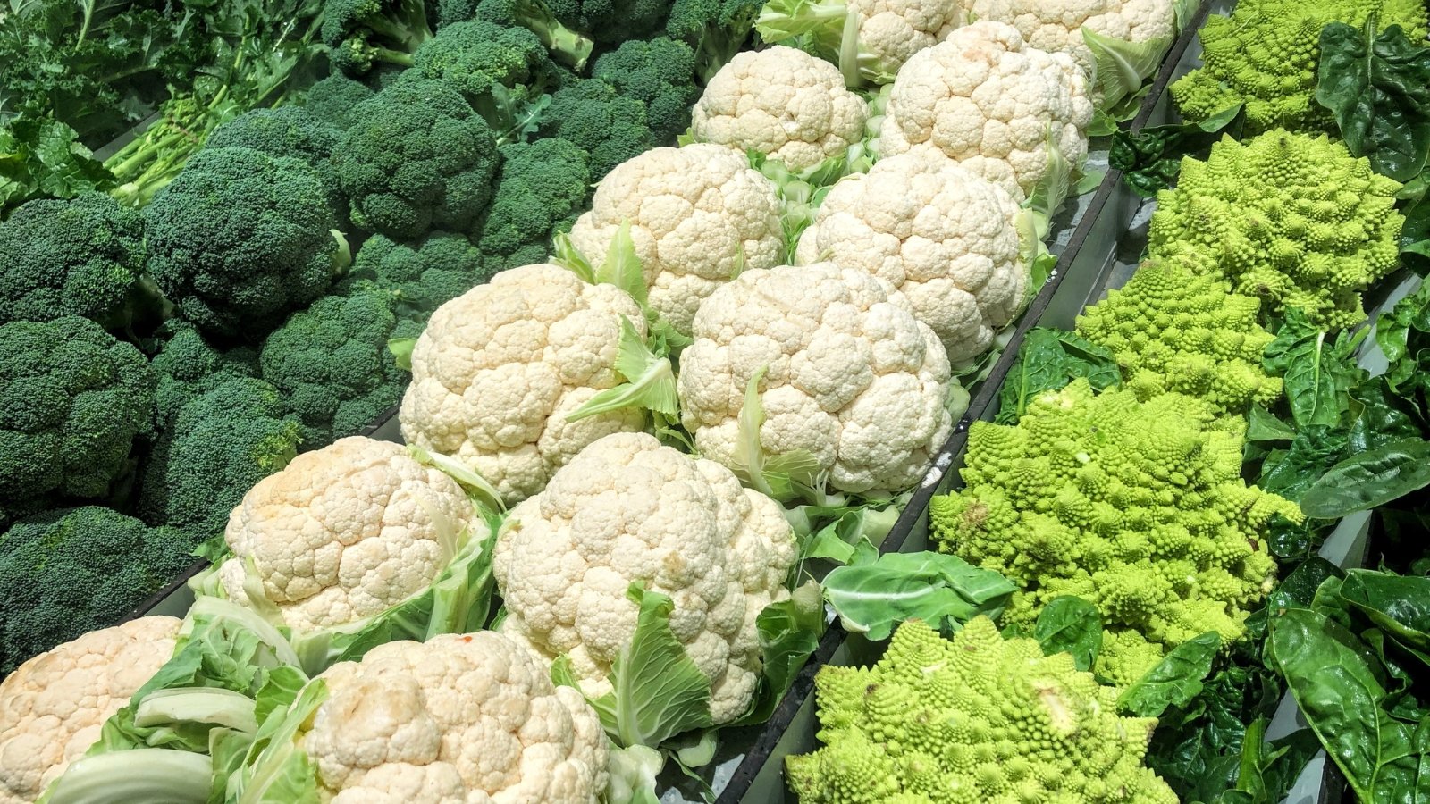 Rows of tightly packed green and white heads, surrounded by large, dark green leaves that cradle the vegetables. The rounded, almost bumpy texture of the heads contrasts with the broad, smooth leaves that grow in a symmetrical pattern around the vegetables, showcasing an orderly and productive garden.