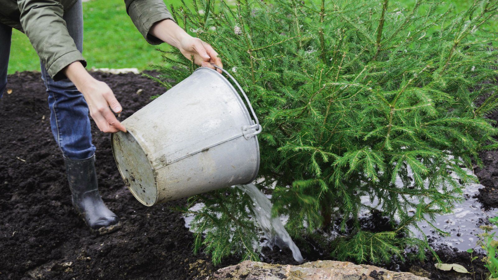 A gardener in waterproof boots irrigates an small evergreen tree by pouring water from a metal bucket.