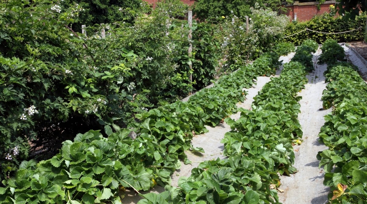 Three rows of strawberries growing near the ground with a row of flowering blackberries growing along a trellis to the left on a sunny summer day.