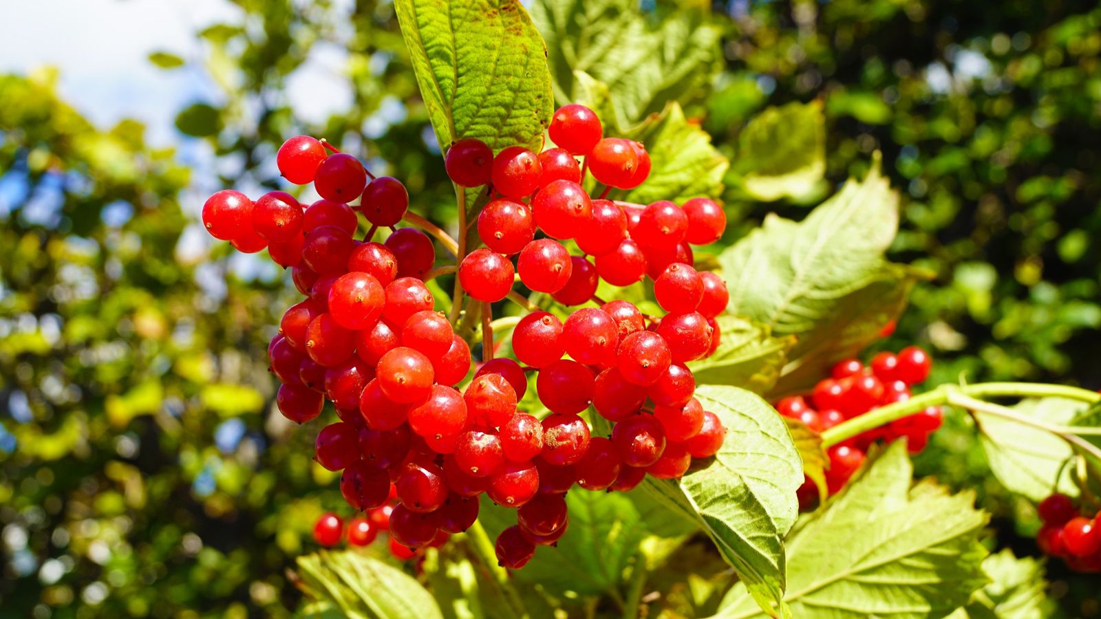 Can you Develop Cranberries inside the Residence Yard?