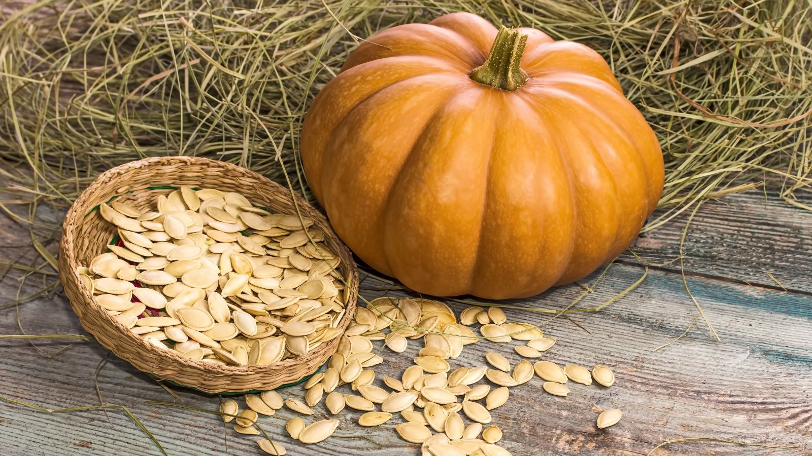 The precise technique to Save Pumpkin Seeds for Subsequent Yr: 7 Skilled-Options