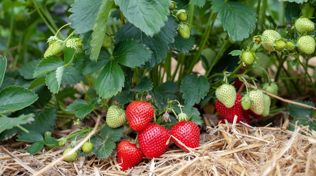 In this image, there are luscious ripe red strawberries and vibrant unripe green strawberries that are surrounded by dead grasses on a brown field. The strawberries are plump and juicy with a shiny texture that adds to their appeal. Their leaves are green and delicate, with visible veins that spread out in a star-like pattern from the center of each stem.