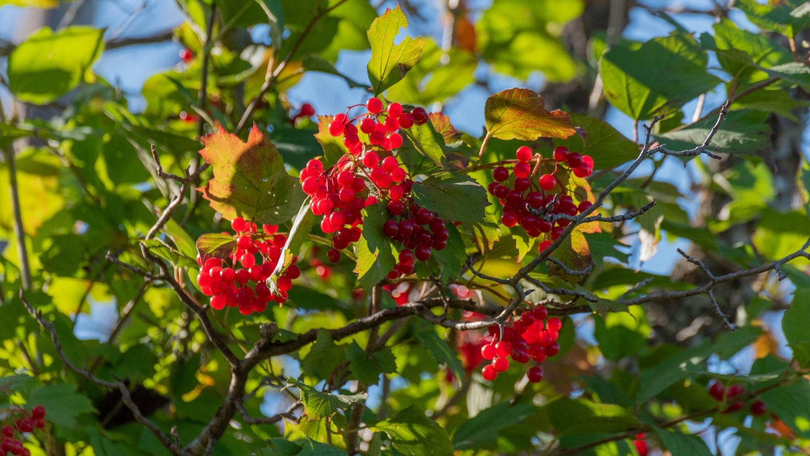 Recommendations on how one can Plant, Develop, and Take care of Highbush Cranberries