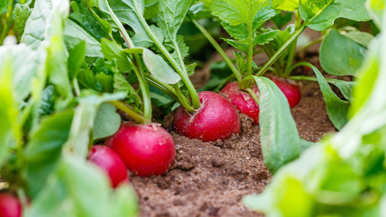 A row of bright red radishes coming out of rich soil.