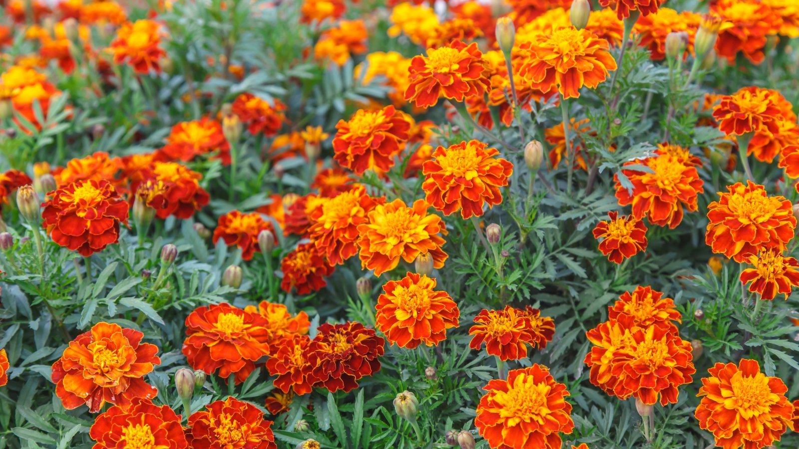 Marigolds have bushy green foliage with deeply lobed leaves and produce bright, vibrant flowers in shades of yellow, orange, and red, with a dense, ruffled appearance.