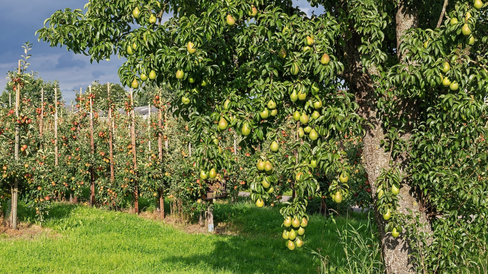 11 Pear Tree Rising Points and Strategies to Resolve Them