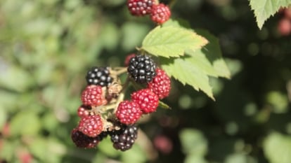 The plant has trailing, thorny stems with dark green, serrated leaves and clusters of large, glossy black berries.