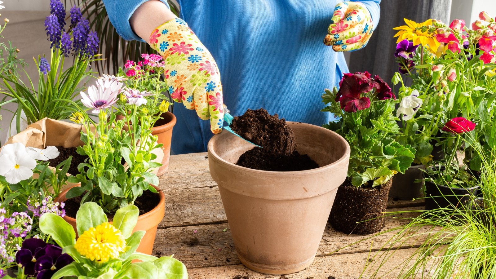 Close-up of a gardener in colorful gloves using a blue trowel to add fresh, loose dark brown soil into a large terracotta flowerpot surrounded by flowering potted plants.