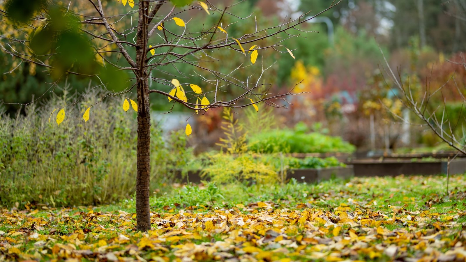 A young tree with slender branches stands alone, surrounded by scattered yellow and brown foliage on the ground, with a few remaining leaves clinging to its twigs.