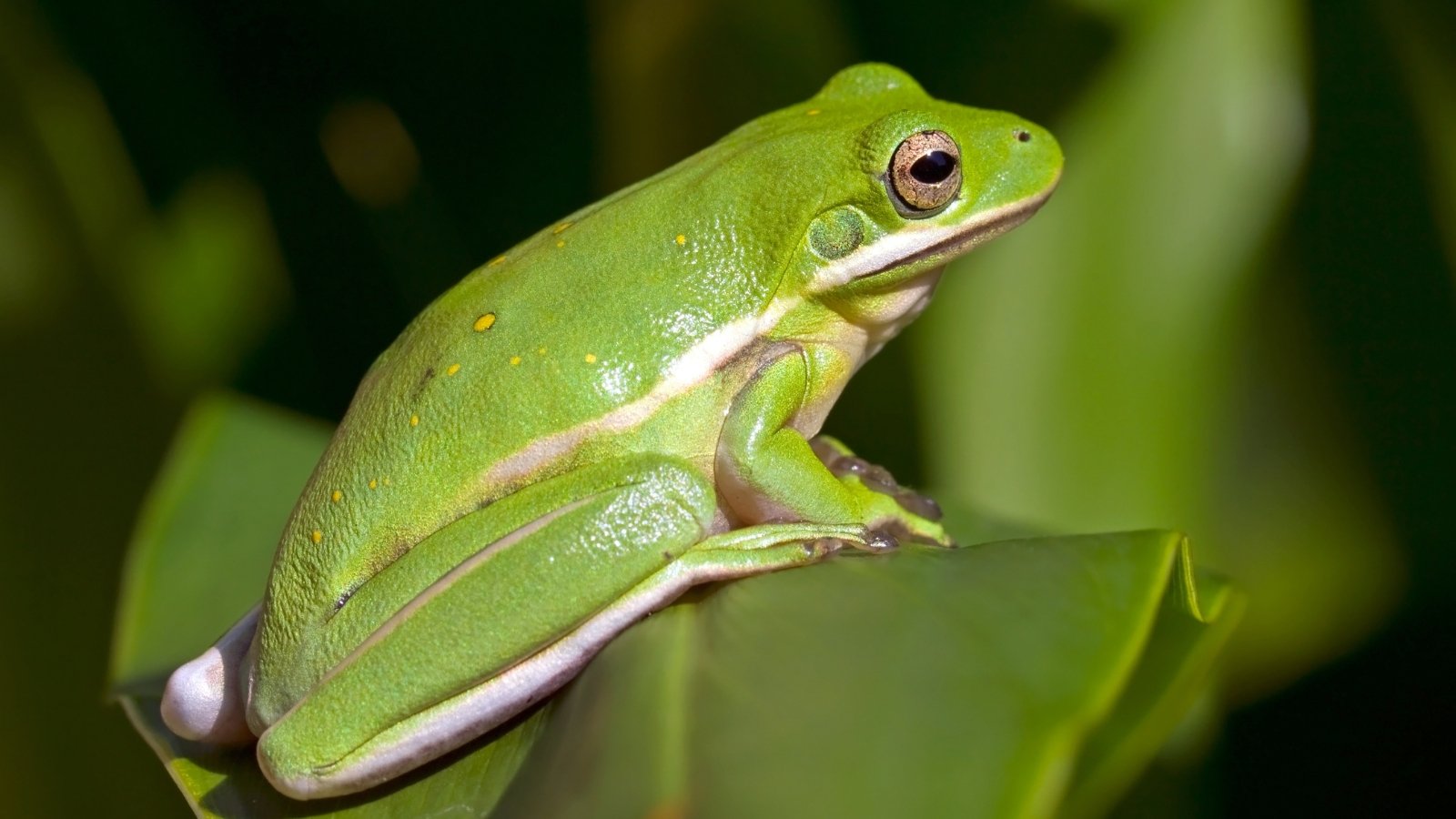 How and Why to Enchantment to Frogs to Your Yard This Yr