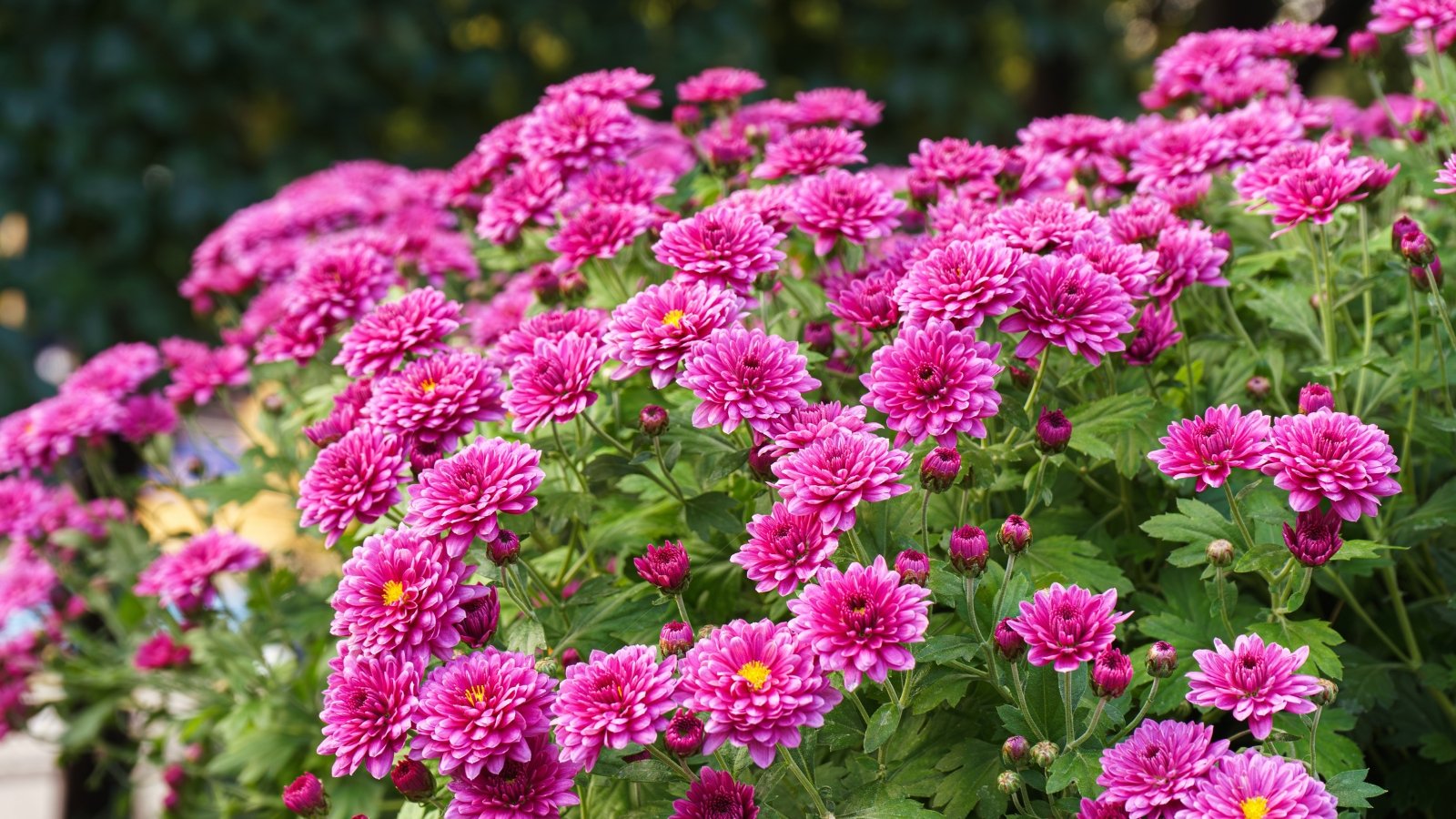 Do Chrysanthemums Current Pure Pest Administration?