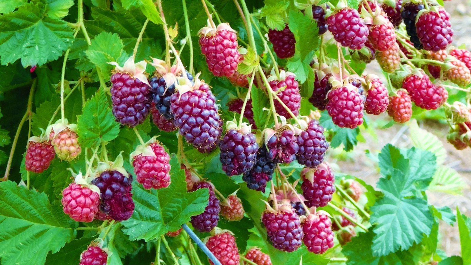 One of the simplest ways to Plant, Develop, and Care for Marionberries