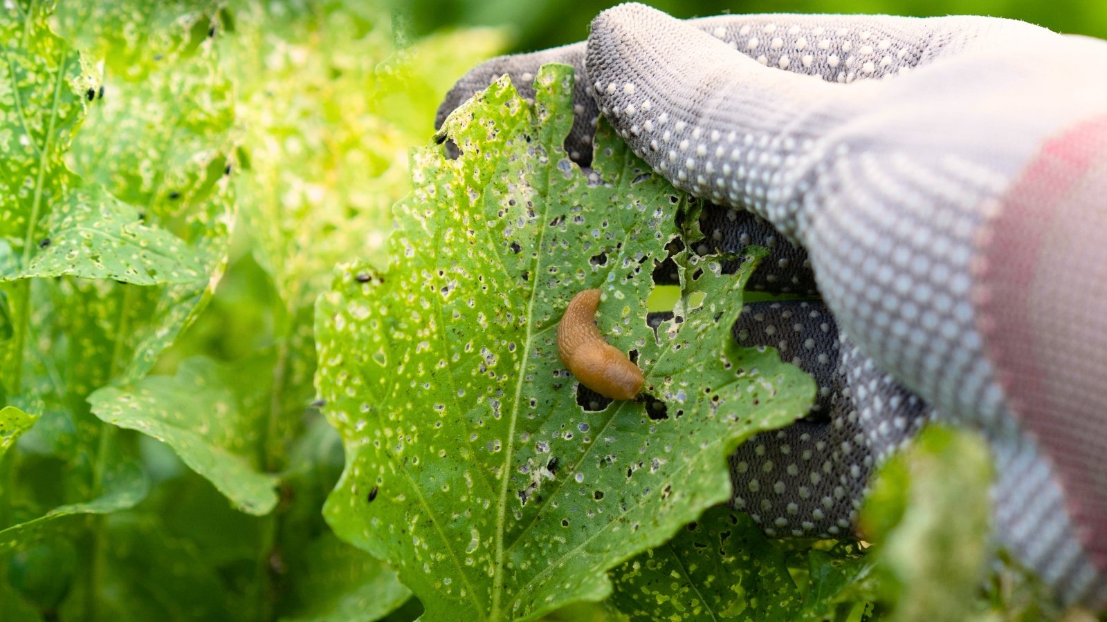 7 Errors to Avoid When Stopping Yard Pests