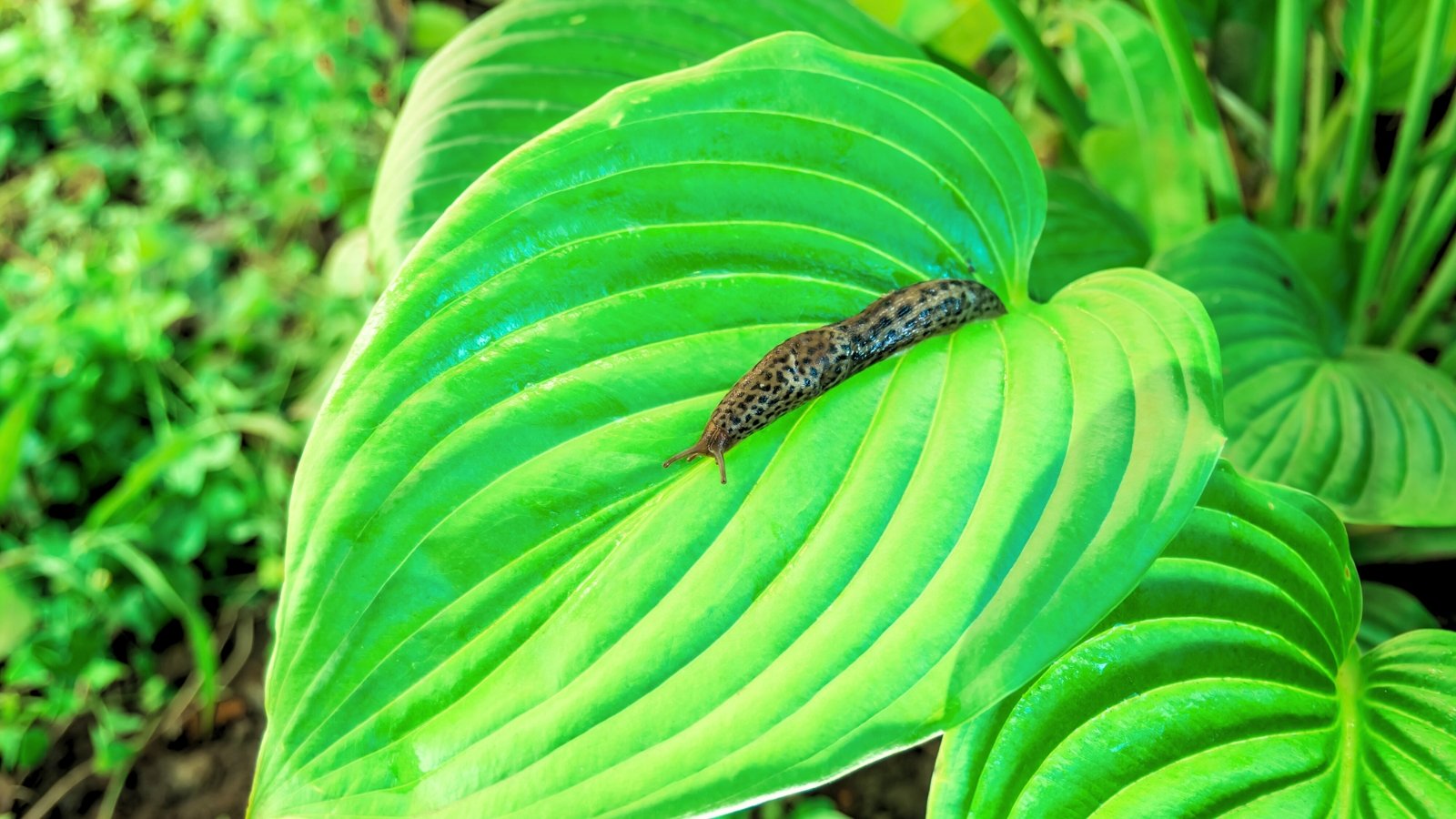 9 Strategies to Keep Slugs off Your Hostas