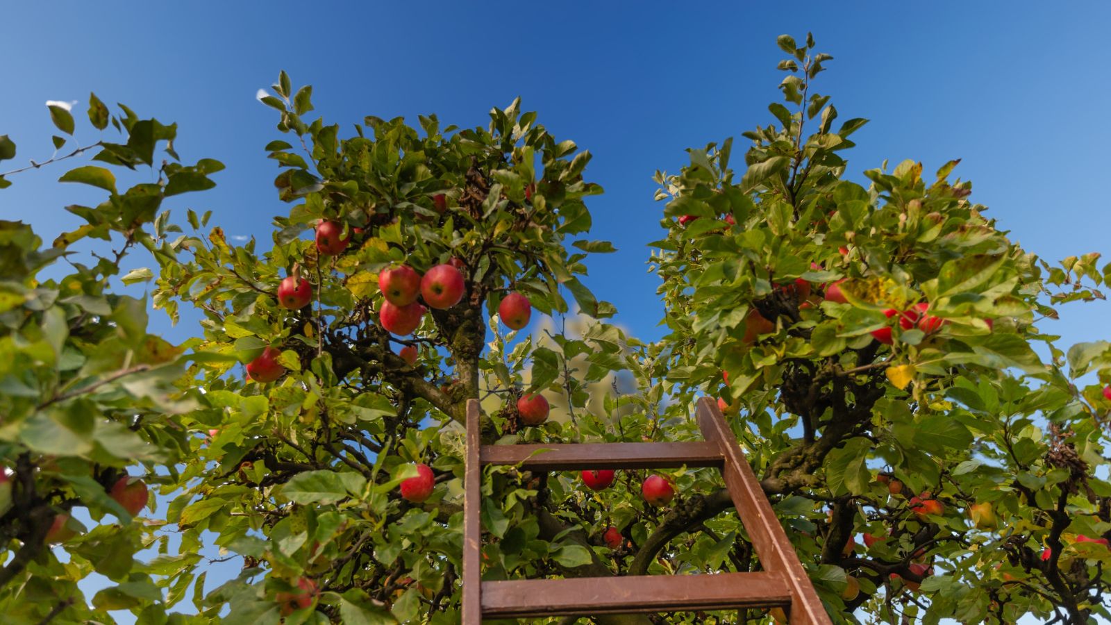 A ladder leaning against tall trunks appearing dark brown and woody with deep red-colored fruits surrounded by vivid green leaves