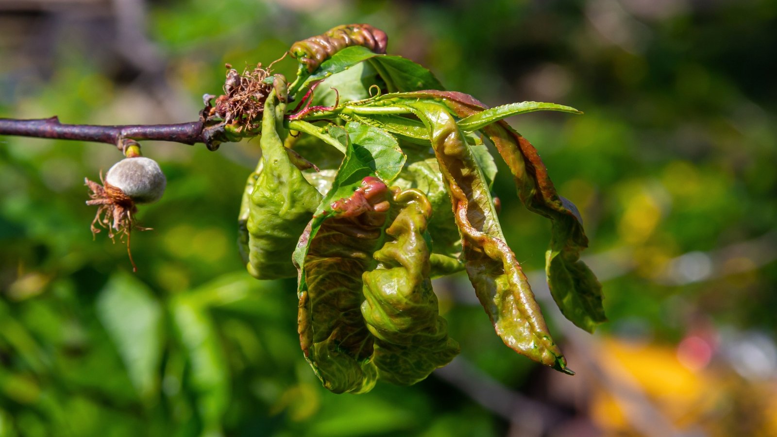 The Peach tree leaves affected by Peach Leaf Curl are characterized by intense reddish discoloration, with crinkled, twisted, and swollen surfaces.
