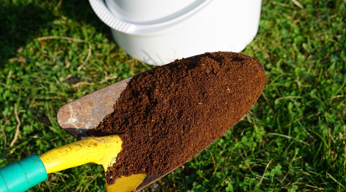 a hand held shovel full of ground coffee to be used as an insect repellant.